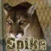 ssppiikkee's Avatar