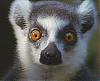 Lemur3c's Avatar