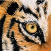 Avatar de Tiger-Eye