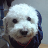 Avatar de mikoniko