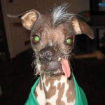 Avatar de perrofeo